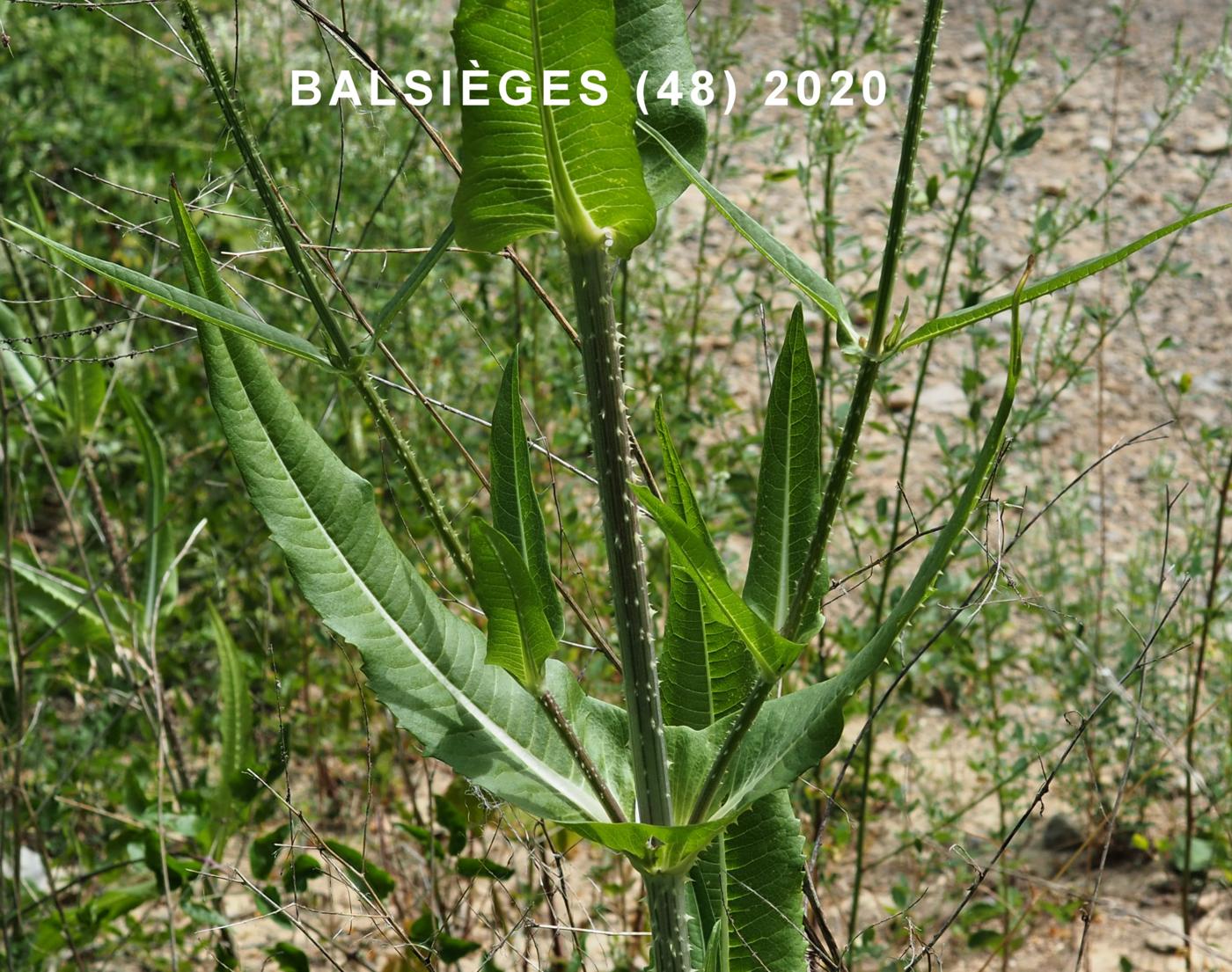 Teasel leaf